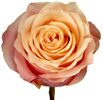 Gran Donna Pink Bicolor Rose with soft pink and peach tones, ideal for weddings, anniversaries, and elegant floral arrangements with timeless charm.