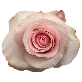 Close-up of Frutteto Light Pink Rose in full bloom, showcasing soft pink petals with green outer edges.