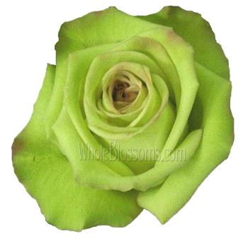 Vibrant Green Fashion Roses with bold green petals, ideal for eco-friendly weddings, modern floral designs, and nature-inspired events.