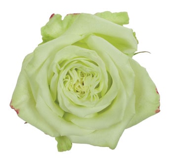 Green Rose - Lemon Pie with lime-green petals and creamy undertones, perfect for modern floral arrangements, weddings, and garden parties.