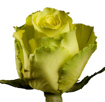 Close-up of a partially opened Limbo Green Rose with rich green hues and delicate petal texture.