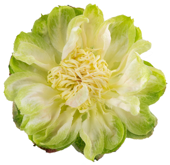 Veggie green roses with earthy charm, perfect for eco-conscious weddings, rustic arrangements, or fresh floral décor.