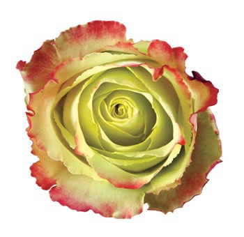 Green Rose - Antique Zazu with green petals and red-tipped edges, perfect for weddings, rustic themes, and creative floral designs.