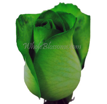 Green Rose Tinted with deep green petals, ideal for bold floral arrangements, eco-themed events, and unique statement bouquets.