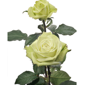 Two Green Tea Bulk Green Roses with soft green petals on long stems surrounded by lush green leaves, perfect for weddings, garden parties, and floral designs.