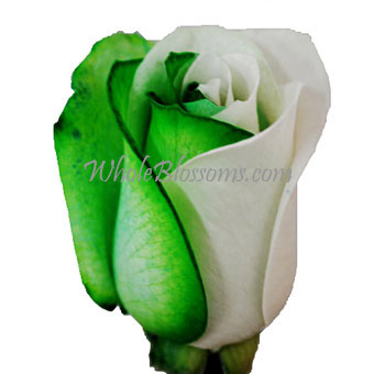 Dyed Green Roses with vibrant green edges blending into crisp white petals, perfect for St. Patrick’s Day, unique arrangements, and eco-friendly celebrations.