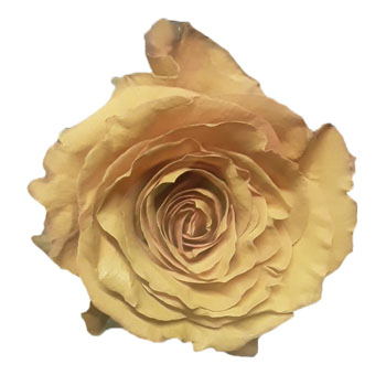 Heart of Gold Rose Dyed with soft golden petals, ideal for elegant floral arrangements, weddings, and special events.