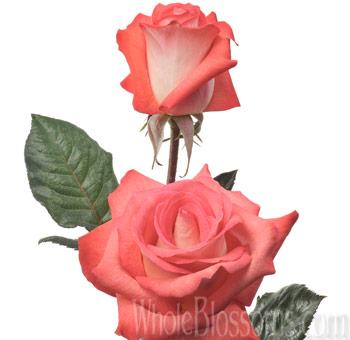 Helena bicolor orange rose with soft blush edges, perfect for weddings, romantic gifts, and floral arrangements.