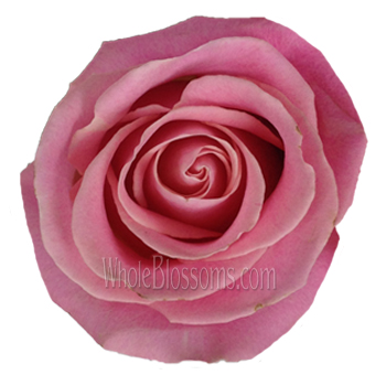 Hermosa Biological Roses with soft pink petals, perfect for weddings, anniversaries, and eco-friendly floral designs.