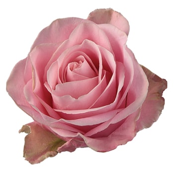 Hermosa Pink Roses in a vase, showcasing their classic bloom and soft pink tone.