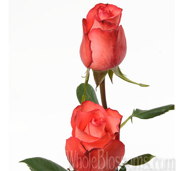 Vibrant High and Booming Orange Rose with coral undertones, perfect for bold floral arrangements and event décor.