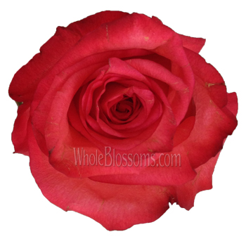Tall, elegant biological roses with vibrant blooms, perfect for premium weddings, garden events, and dramatic floral statements.