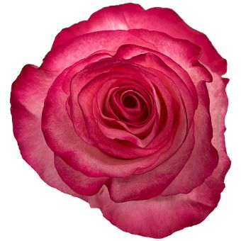 High & Candy Rose close-up showcasing vibrant pink and white bicolor petals.