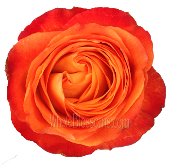Alt Text: Close-up of a High and Intenzz Rose with vibrant orange petals and rich red edges, showcasing its intricate layers and fiery color gradient.