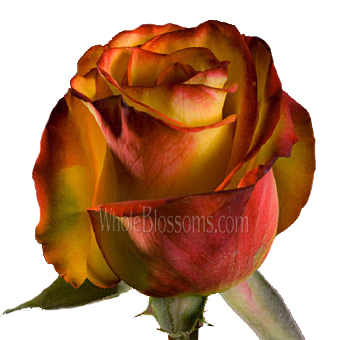 Close-up of a High and Magic Biological Rose with radiant yellow petals and deep red edges, highlighting its vibrant bicolor gradient and elegant texture.