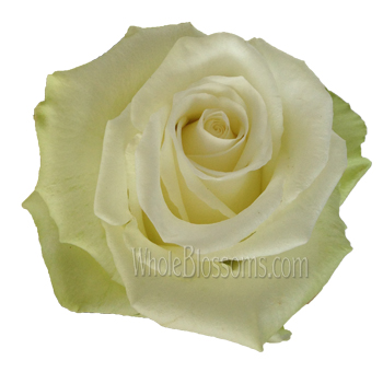 Close-up of a single High and Peace Rose with creamy white petals, highlighting its soft texture and intricate bloom structure.