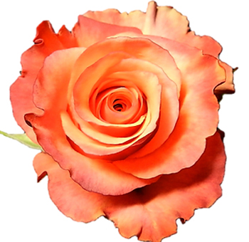 High & Sunshine bicolor roses with golden blend, crafted for bright weddings, outdoor events, or summer floral gifts.