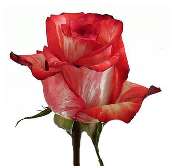 Biological High & Twinkle rose, featuring vibrant red and white marbled petals, perfect for festive floral arrangements and special occasions.