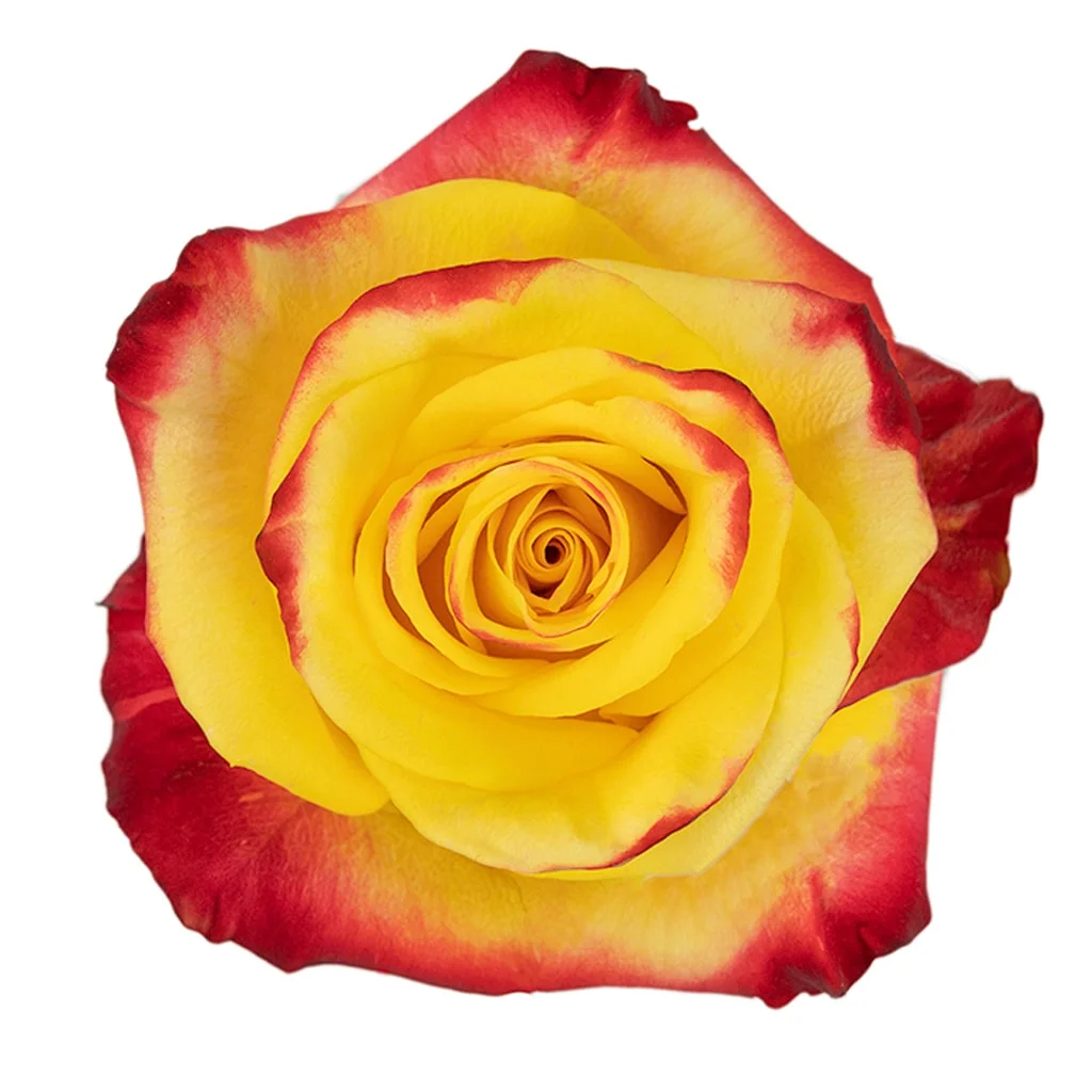 High and Yellow Biological Rose with radiant yellow petals and bold red edges, perfect for vibrant floral arrangements and bold event décor.