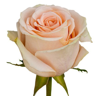 High and Arena Rose with soft peach petals, ideal for weddings and romantic floral designs.