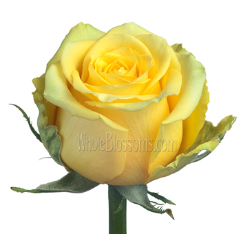 High & Exotic Bright Yellow Rose with bold sunny petals, perfect for floral designs.