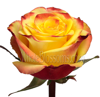 Close-up of a High and Magic Bicolor Rose featuring vibrant yellow petals with fiery red edges, highlighting its intricate details and bold colors. Perfect for striking floral designs.