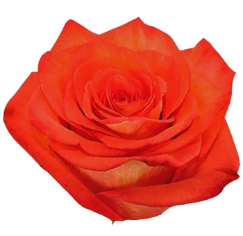 High & Orange Bicolor Rose with vibrant orange petals and yellow undertones.