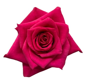 Hot Pink Roses - Hot Explorer with bold pink petals and velvety texture, perfect for romantic floral designs, weddings, and bold arrangements.