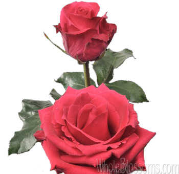 Hot Lady Hot Pink Rose with rich hot pink petals, perfect for romantic floral arrangements, weddings, and cheerful event décor.