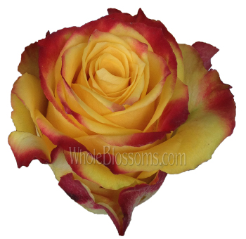 Hot Merengue Biological Roses with yellow petals and red edges, perfect for bold floral arrangements, weddings, and festive autumn décor.