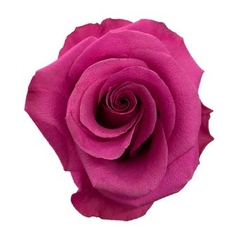 Hot Pink Roses - Breezer with rich pink petals and velvety texture, perfect for bold floral arrangements, weddings, and romantic occasions.