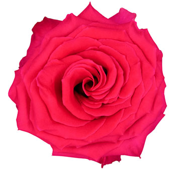 Hot Pink Roses - Full Monty with rich pink petals and layered bloom structure, perfect for bold floral arrangements, weddings, and romantic celebrations.