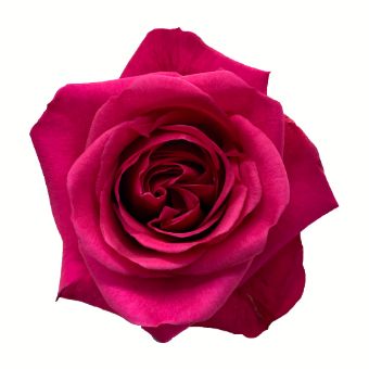 Hot Pink Roses - Hot Party with vibrant pink petals and velvety texture, perfect for weddings, birthday celebrations, and bold floral arrangements.