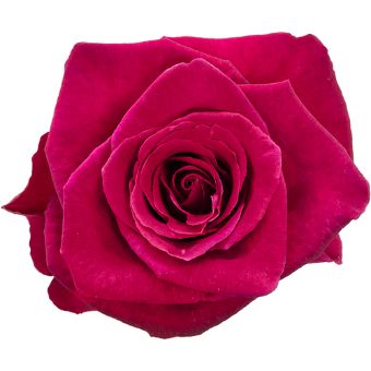 Hot Pink Roses - Mata Hari with velvety deep pink petals, perfect for elegant floral designs, weddings, and romantic celebrations.