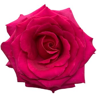Hot Pink Roses - Queensberry with velvety petals and vibrant hot pink hues, perfect for weddings, romantic events, and bold floral arrangements.