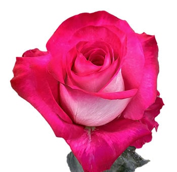Hot Pink Roses - Sway Rose with velvety petals and vibrant pink hues, perfect for weddings, romantic events, and elegant floral arrangements.
