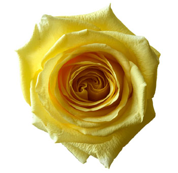 Hummer Yellow Rose with velvety petals and a sunny yellow hue, perfect for cheerful bouquets, wedding arrangements, and elegant floral designs.