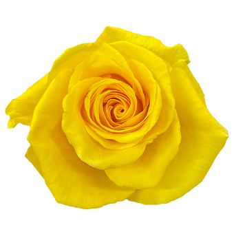 Ibiza yellow roses radiate golden charm, perfect for summer weddings, cheerful floral gifts, or vibrant centerpieces.
