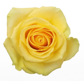 Hummer Yellow Rose with velvety petals and a sunny yellow hue, perfect for cheerful bouquets, wedding arrangements, and elegant floral designs.