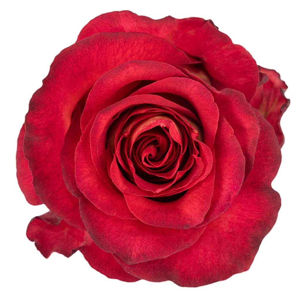 Dark Pink Roses - Bicolor Iguazu with deep pink and coral tones, perfect for weddings, bold celebrations, and artistic floral arrangements.