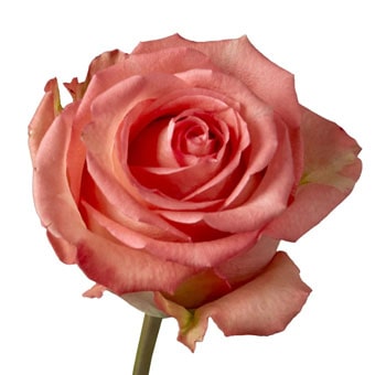 Coral Imagination Roses with warm coral tones and blush undertones, perfect for weddings, birthdays, and elegant floral arrangements.