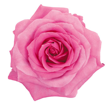 A close-up of an Impression Pink Rose, showcasing its vivid pink petals and velvety texture.