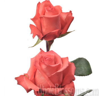 Impulse Orange Rose with vibrant orange petals and a classic bloom shape, perfect for weddings, tropical arrangements, and bold floral designs.