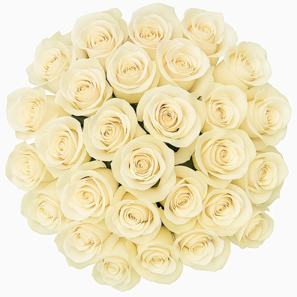 Refined fresh cut bulk ivory roses, offering classic beauty and sophistication for timeless arrangements.