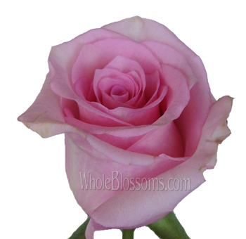 Close-up of a single Jessica Blushing Pink Rose in full bloom, showcasing its soft pink petals and elegant form, perfect for romantic arrangements.