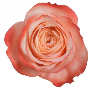 Close-up of Kahala Rose bloom showcasing peach and coral gradient petals.