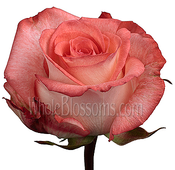 Close-up of Karlina Creamy Coral Rose bloom with soft coral and creamy hues, showcasing its velvety petals and elegant structure.