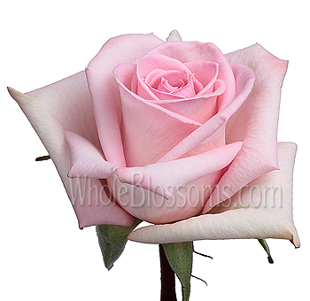 A close-up of a fully bloomed Pink Katharina Rose with soft pastel pink petals.