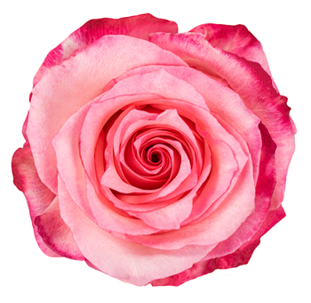 Close-up of Pink Kaya Rose bloom showcasing its vibrant pink petals with soft edges.