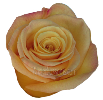Close-up of a Kerio Biological Rose with golden-yellow petals and blush edges.